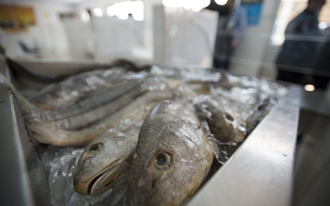 Novo programa de autorregularização lançado pela Receita Estadual será voltado ao setor de pescados