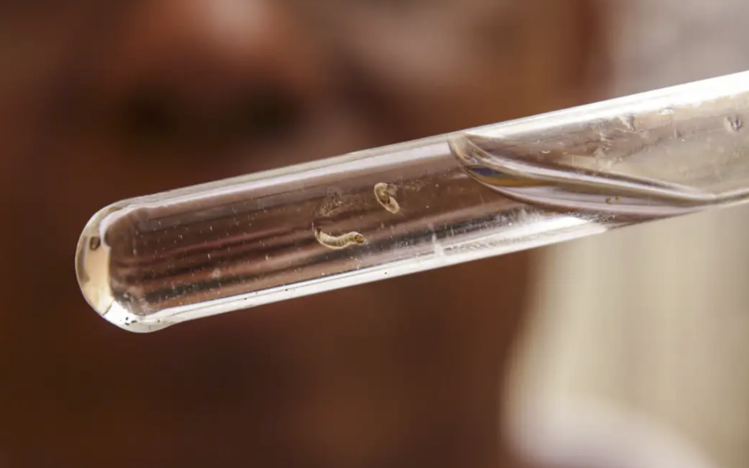 Brasil tem mais de um milhão de casos de dengue este ano