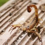 Saúde captura 41 escorpiões no Centro Histórico em ação noturna