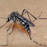 RS receberá lote de vacinas contra dengue do Ministério da Saúde