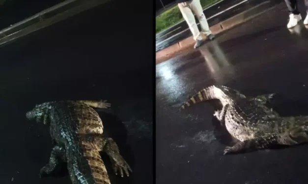 Jacaré que passeava por avenida da Capital é atropelado e acaba morto