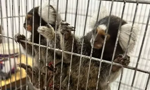 Casal de sagui é resgatado após sofrerem maus-tratos em Porto Alegre