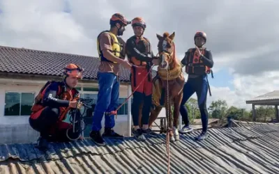Depois de quatro dias ilhado no telhado de uma casa, cavalo Caramelo é resgatado no RS