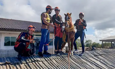 Depois de quatro dias ilhado no telhado de uma casa, cavalo Caramelo é resgatado no RS