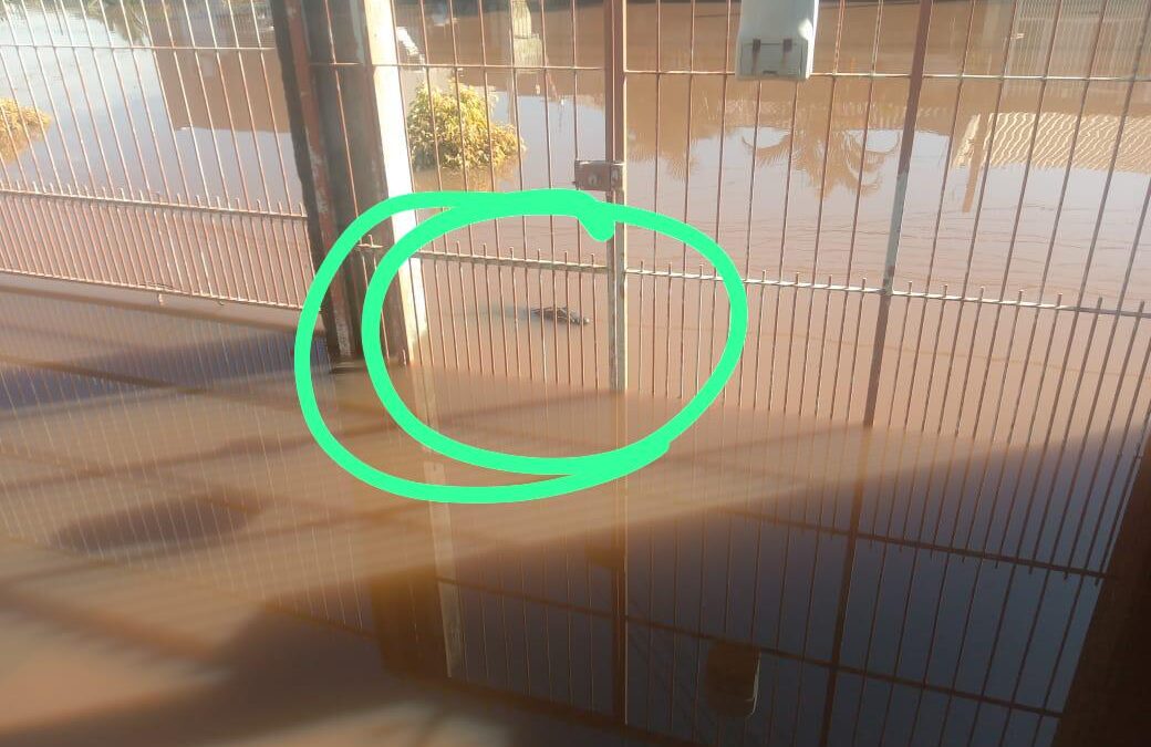 Jacaré é avistado em bairro da Capital e prefeitura pede que população fique longe do animal