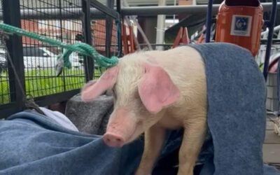 Ação resgata nove porcos em Porto Alegre