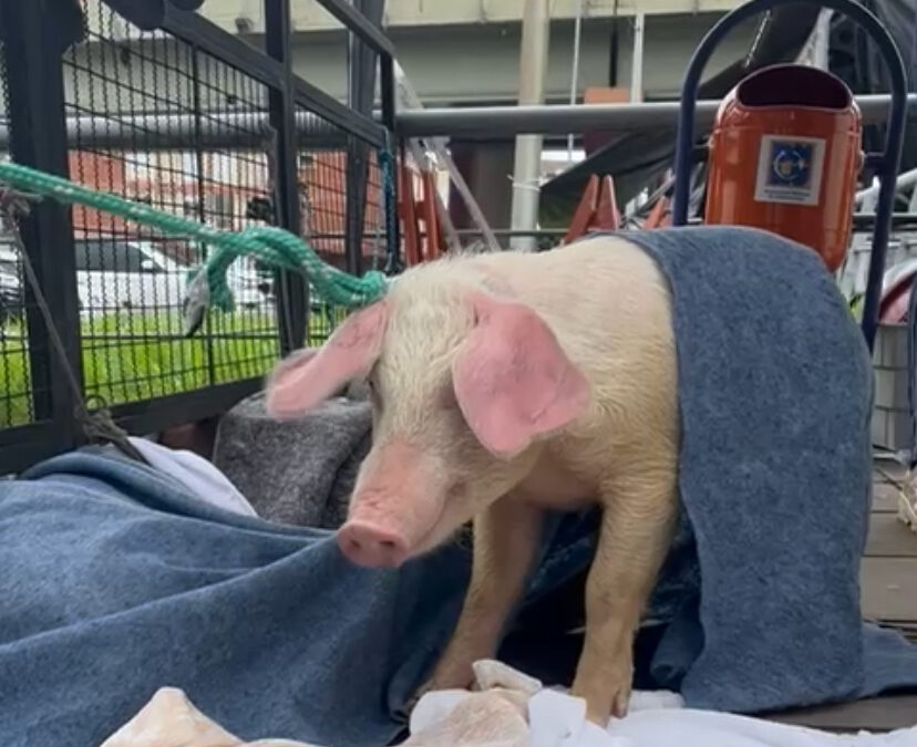 Ação resgata nove porcos em Porto Alegre